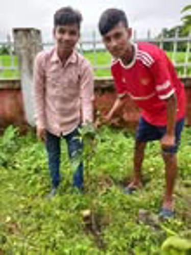 Tree Plantation Program