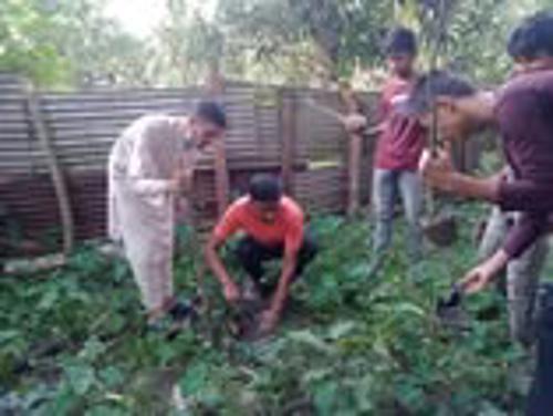 Tree Plantation Program