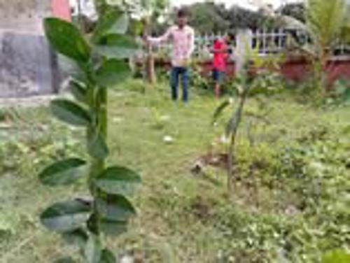 Tree Plantation Program